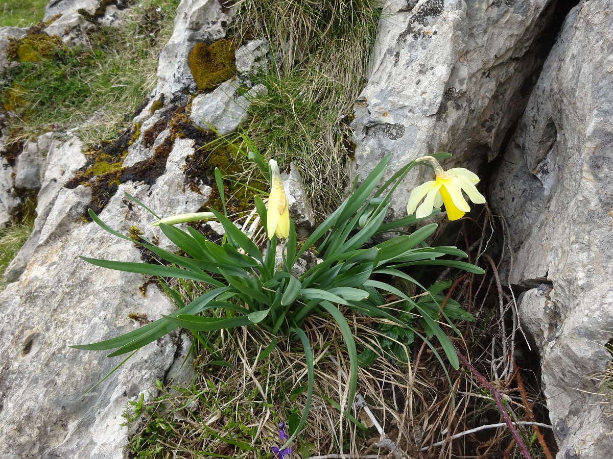 Narcissus bicolor (Amaryllidaceae)